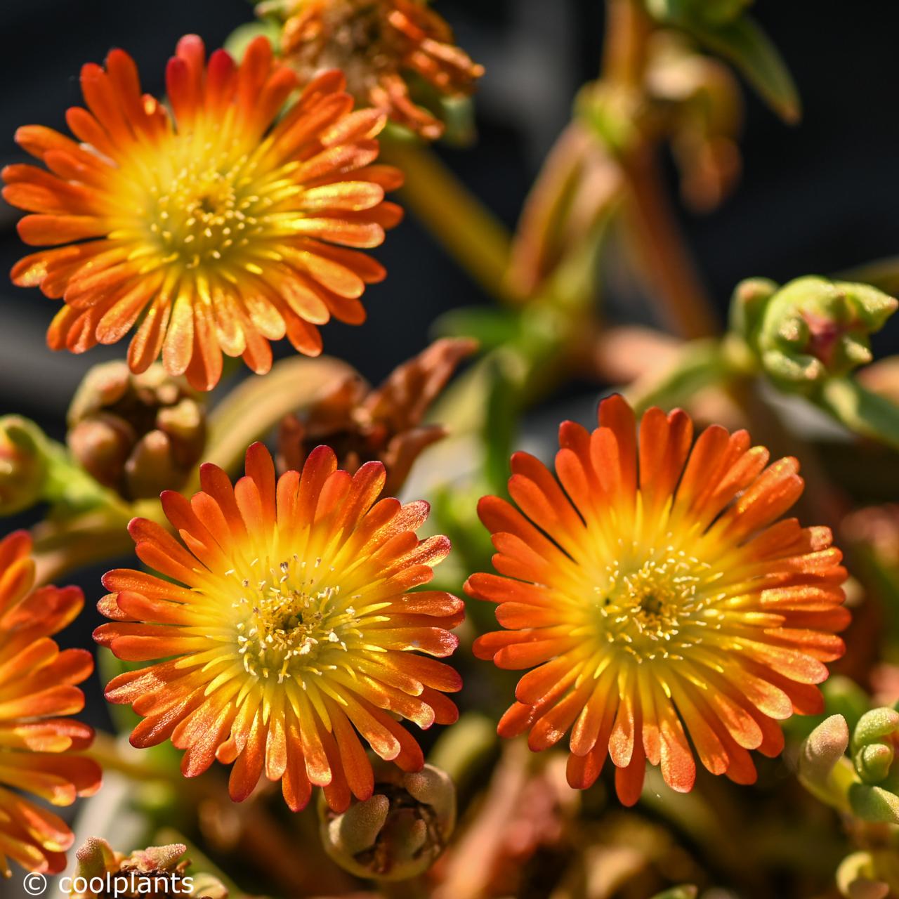 Delosperma 'Wheels of Wonder Orange Wonder' plant