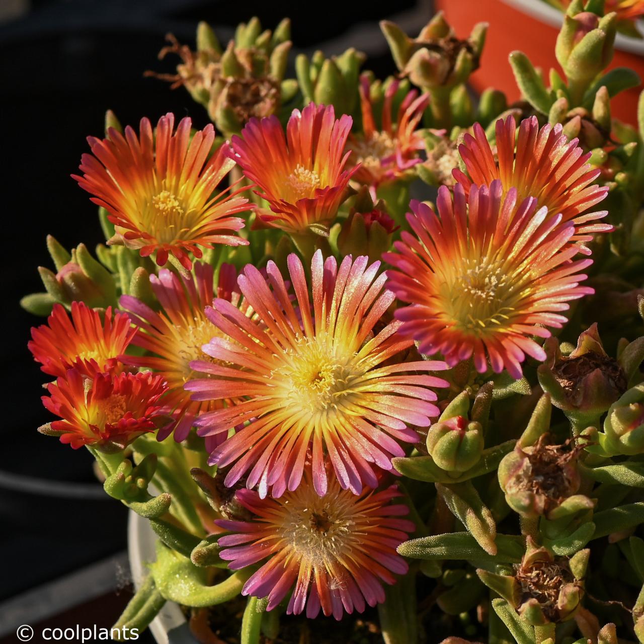 Delosperma 'Wheels of Wonder Salmony Pink' plant