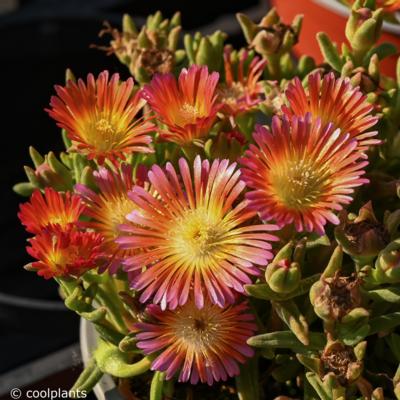 delosperma-wheels-of-wonder-salmony-pink