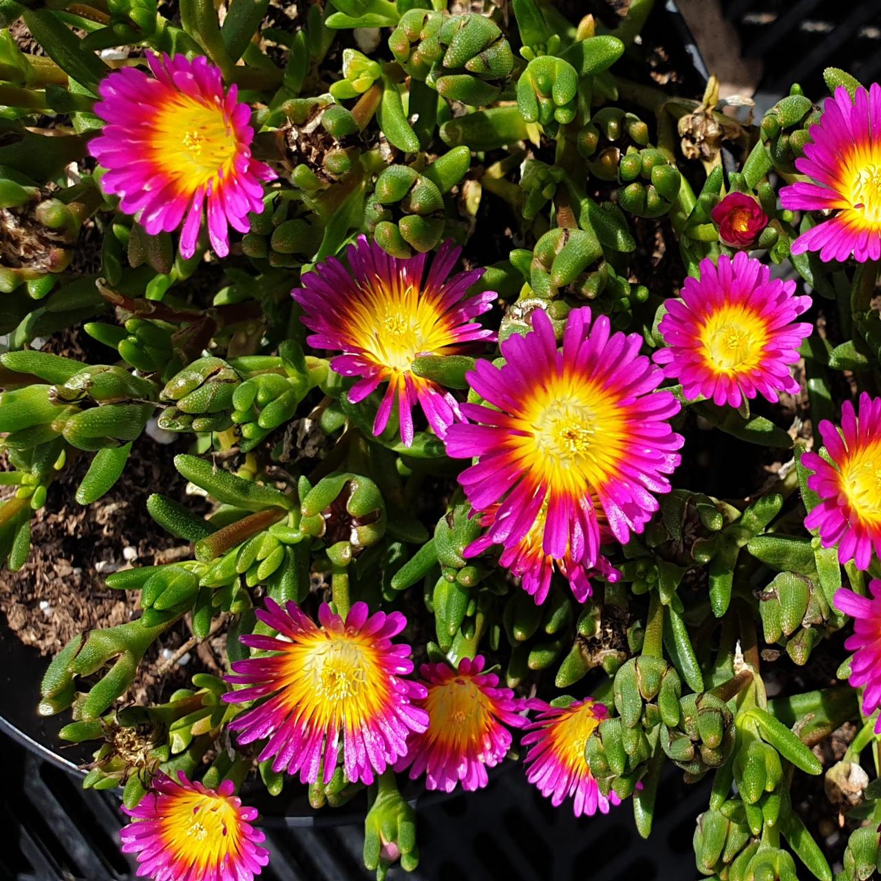 Delosperma 'Wheels of Wonder Violet Wonder' plant