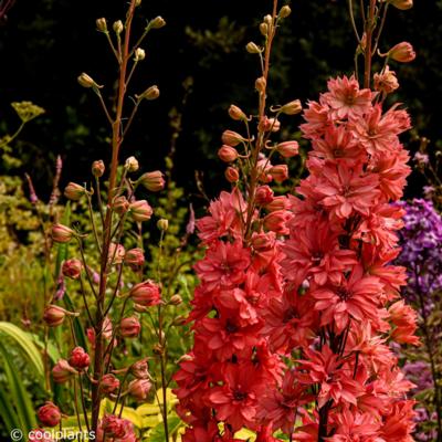 delphinium-red-lark