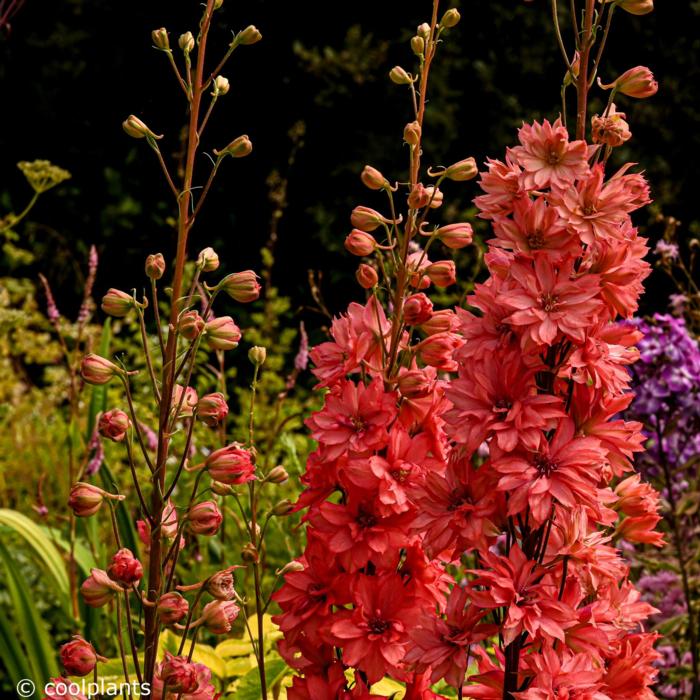 Delphinium  'Red Lark' plant