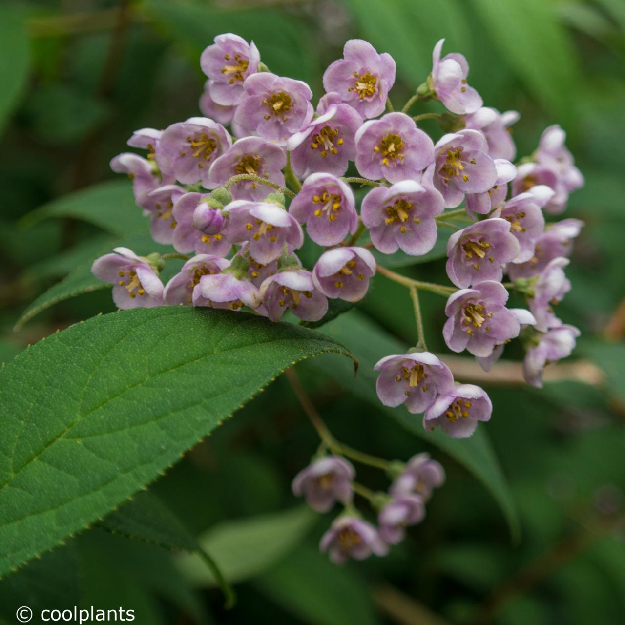 Deutzia compacta 'Lavender Time' plant