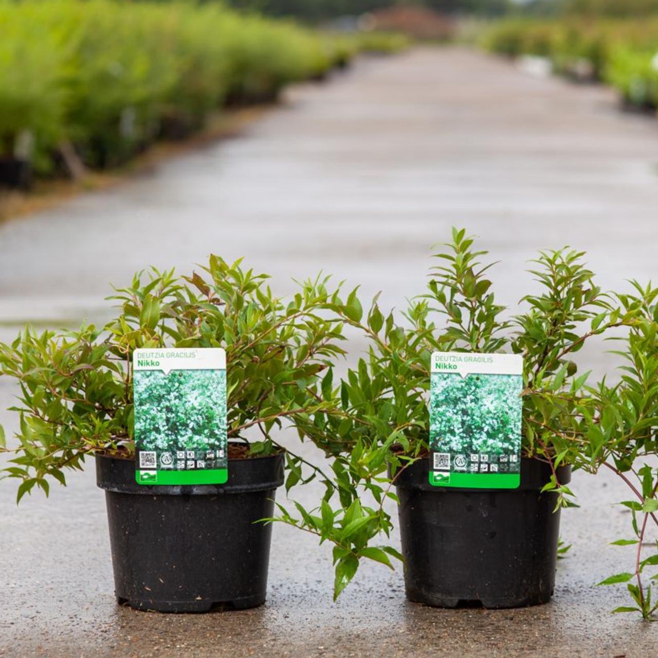 Deutzia crenata 'Nikko' plant