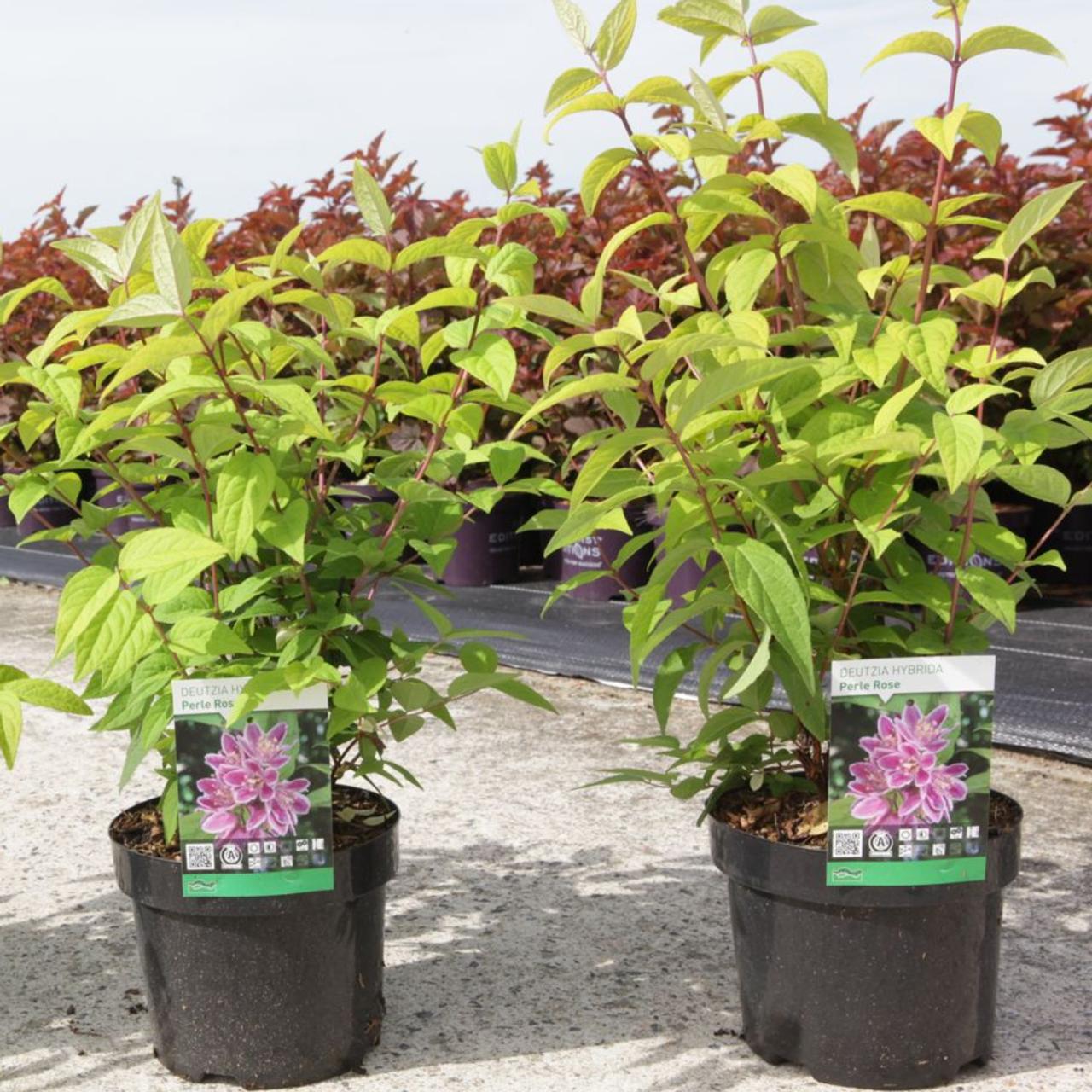 Deutzia hybrida 'Perle Rose' plant