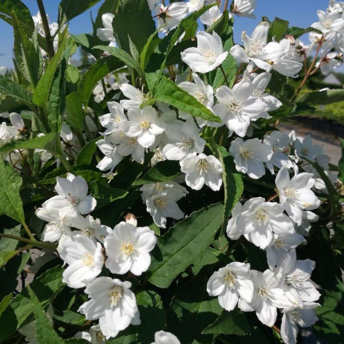 Deutzia kalmiiflora plant