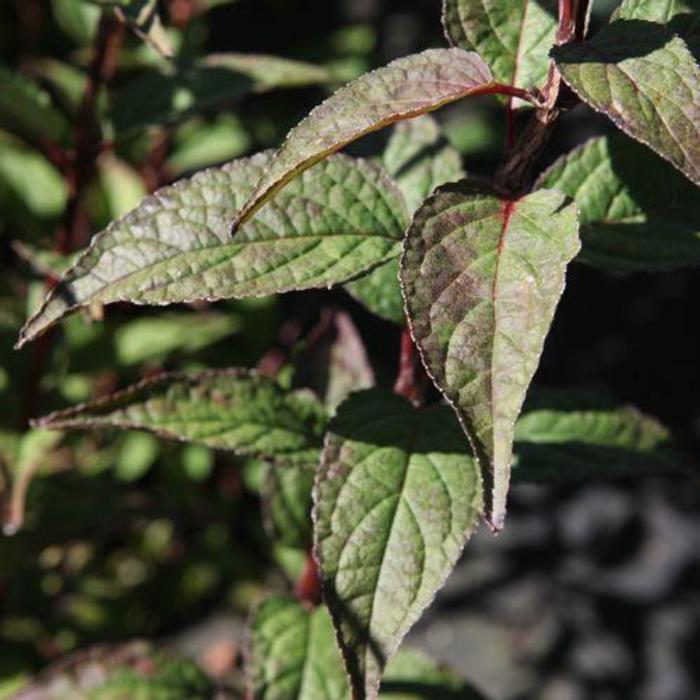 Deutzia kalmiiflora plant