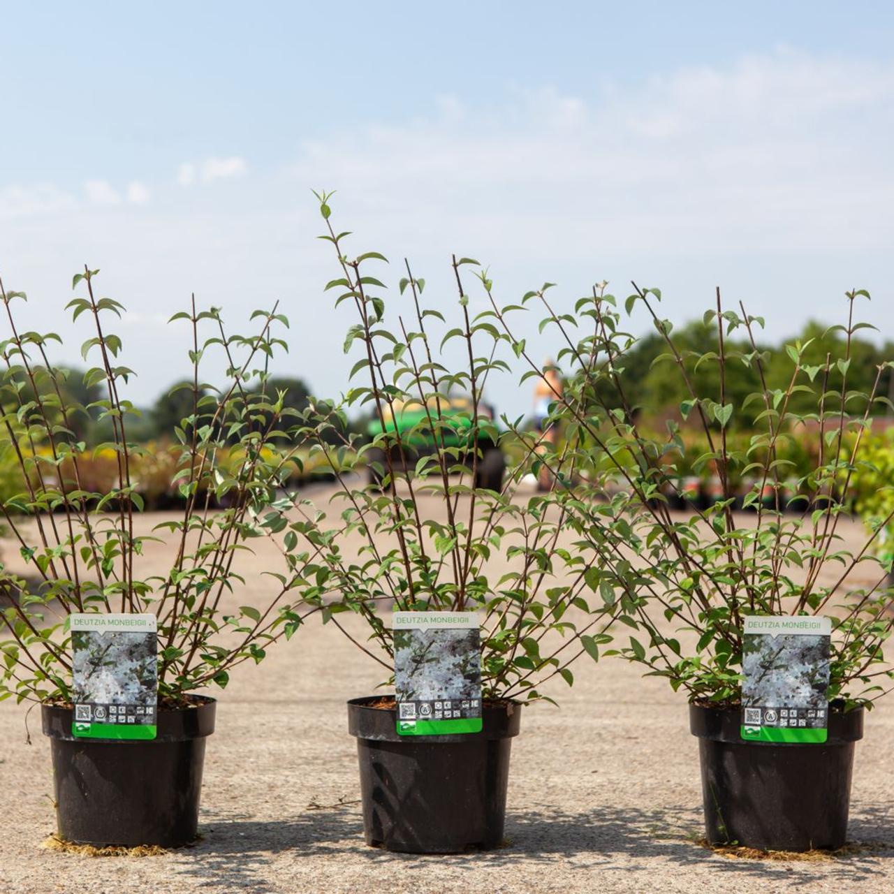 Deutzia monbeigii plant