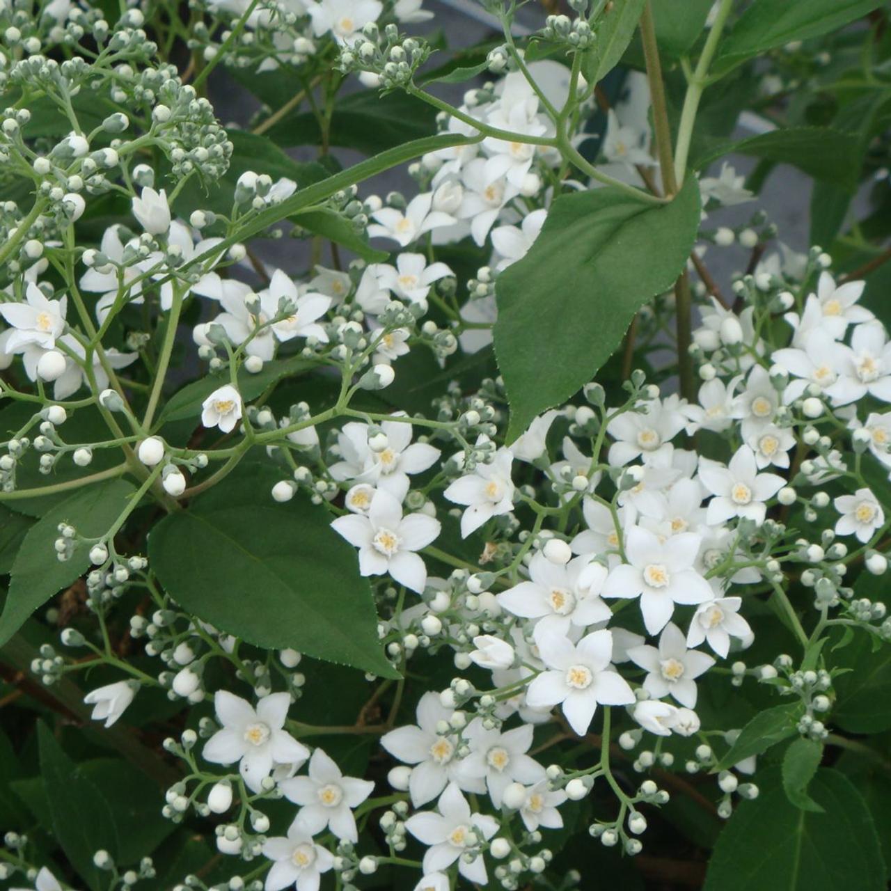 Deutzia setch. corymbiflora plant