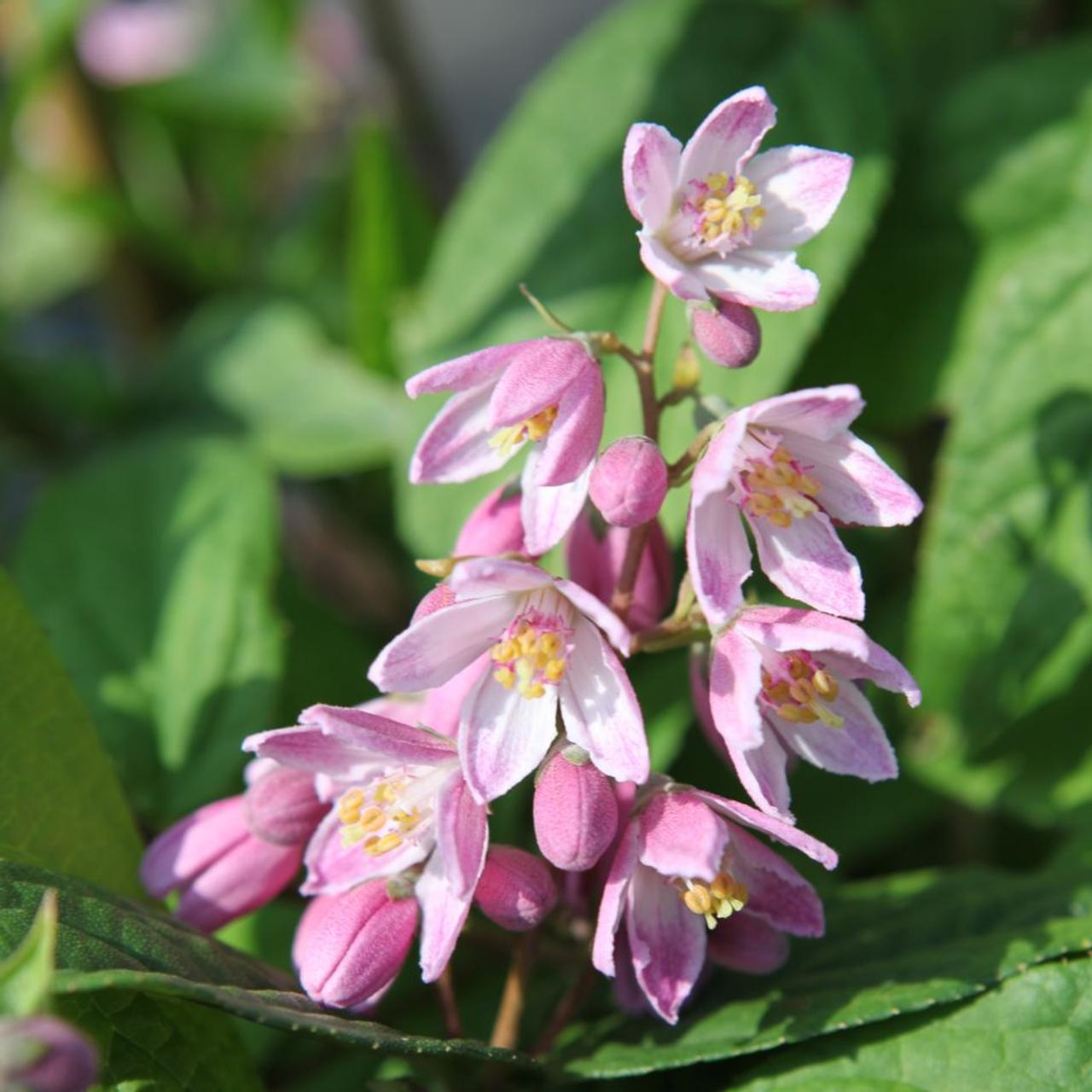 Deutzia 'Strawberry Fields' plant