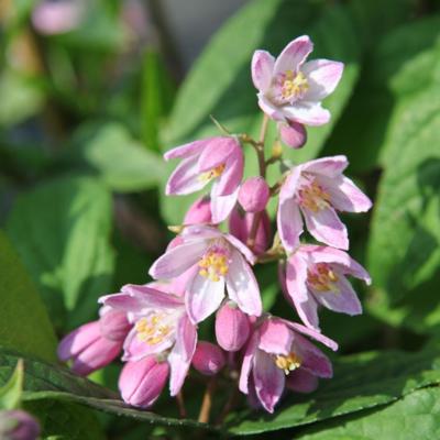 deutzia-strawberry-fields