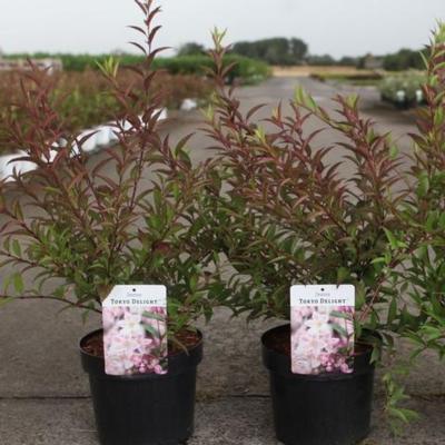 deutzia-tokyo-delight