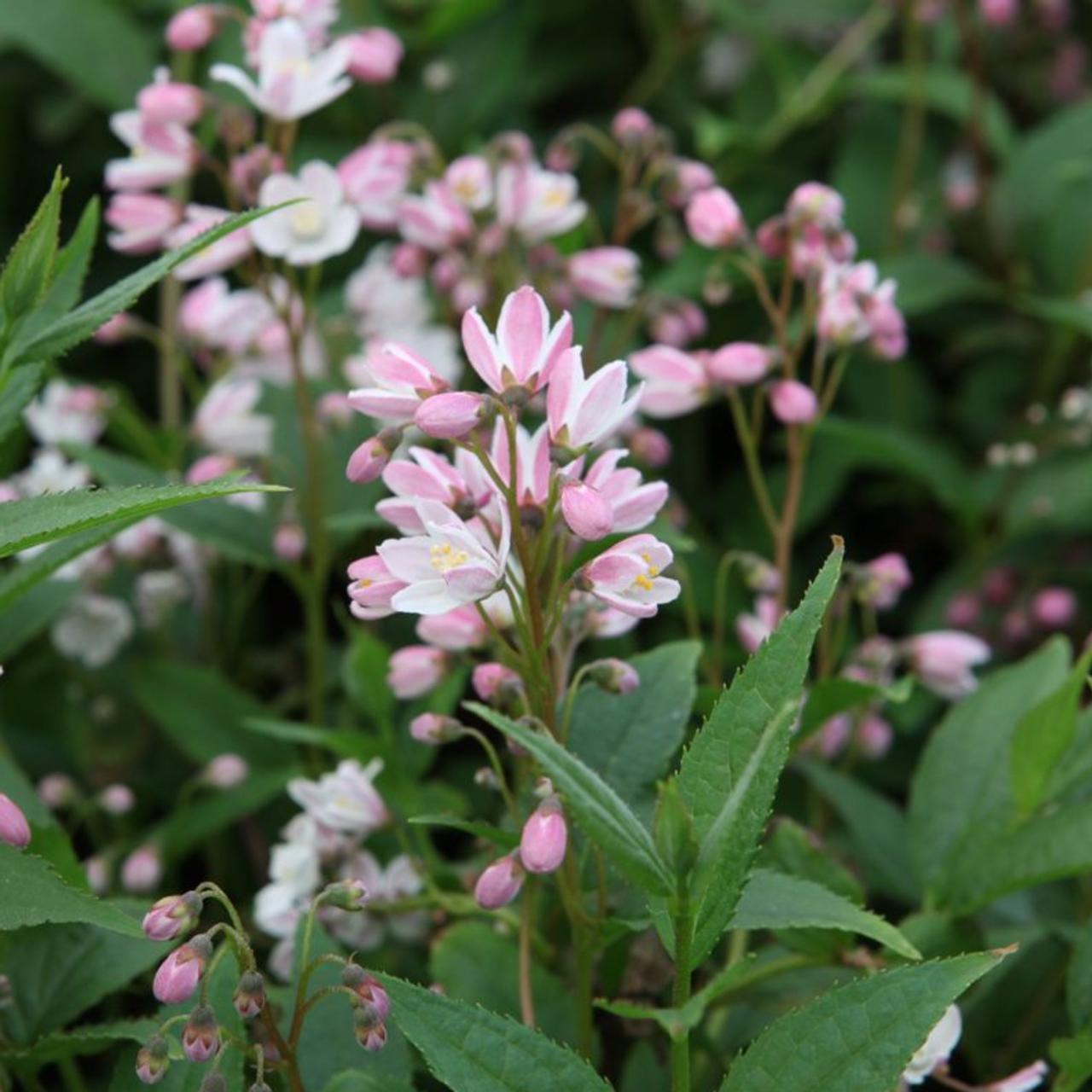 Deutzia 'Yuki Cherry Blossom' plant