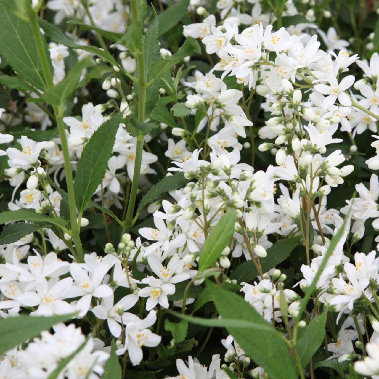 Deutzia 'Yuki Snowflake' plant