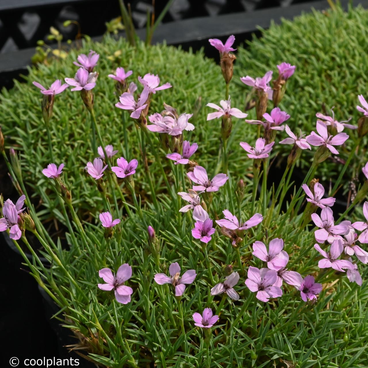 Dianthus arpadianus var. pumilus plant