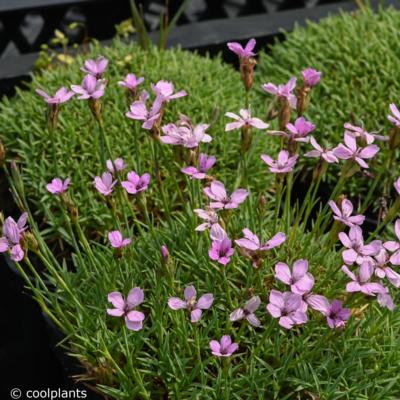 dianthus-arpadianus-var-pumilus