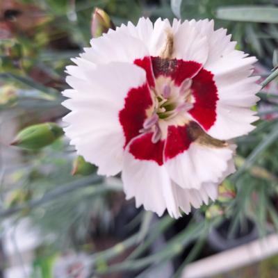 dianthus-cherry-daiquiri