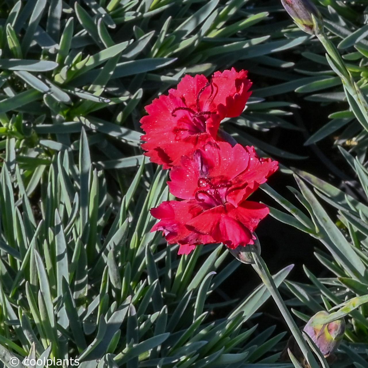 Dianthus 'Fire Star' plant