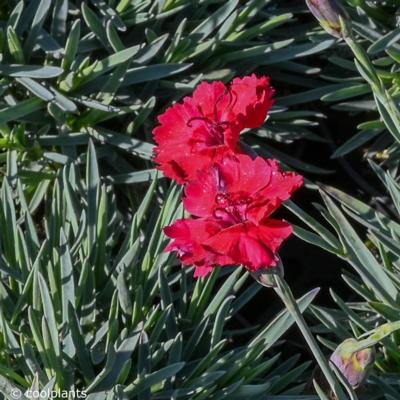 dianthus-fire-star