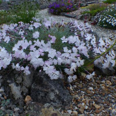dianthus-monsp-sternbergii