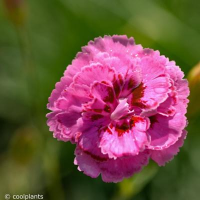 dianthus-moulin-rouge