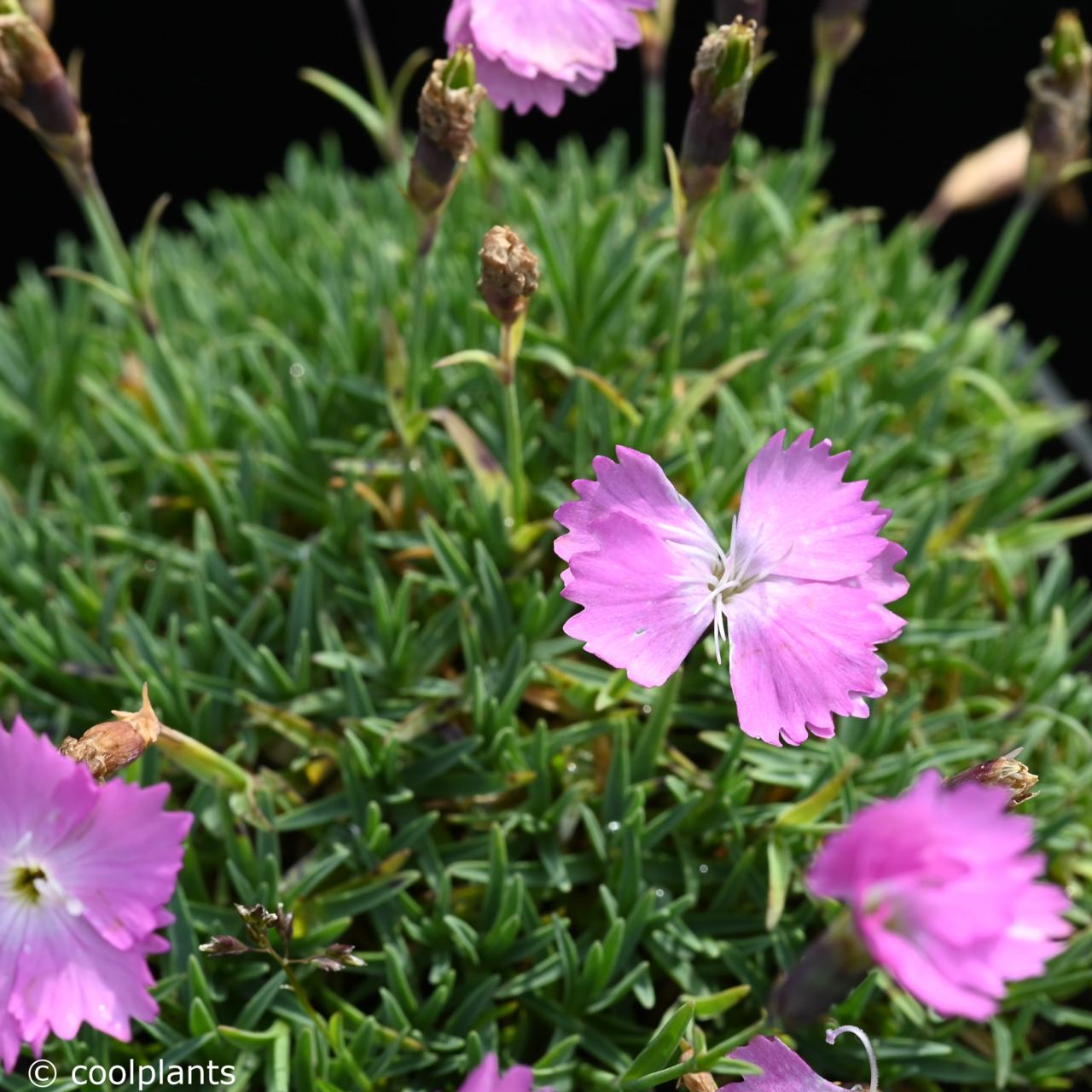 Dianthus myrtinervis plant