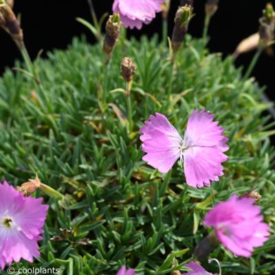 dianthus-myrtinervis