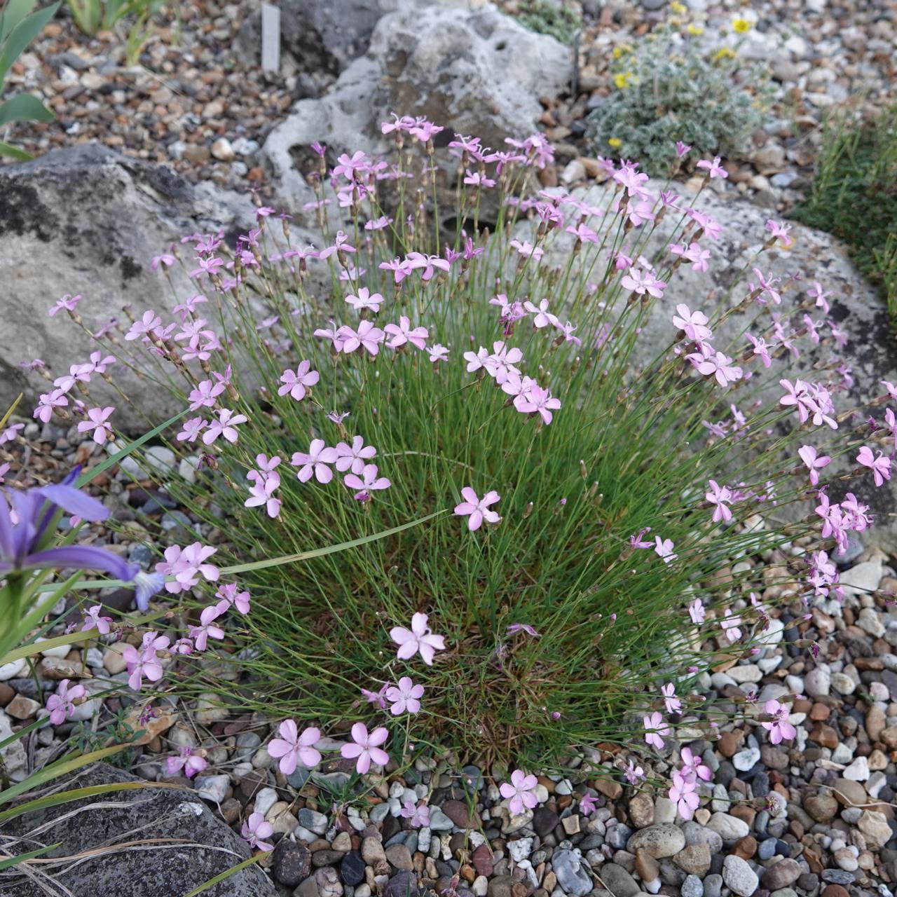 Dianthus subacaulis subsp. brachyanthus plant