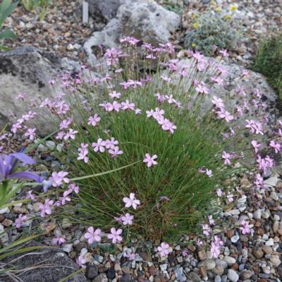 dianthus-subacaulis-subsp-brachyanthus
