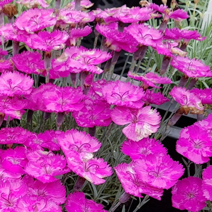 Dianthus 'Whatfield Magenta' plant