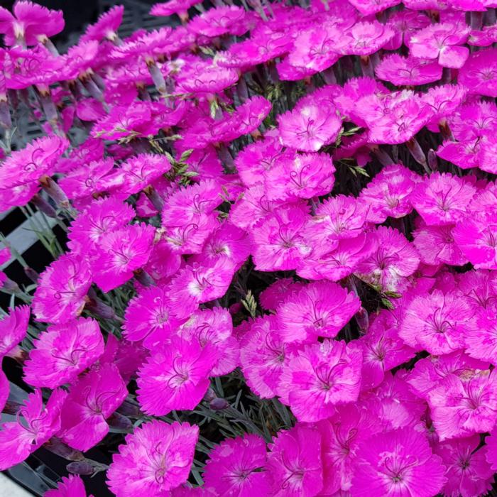 Dianthus 'Whatfield Magenta' plant