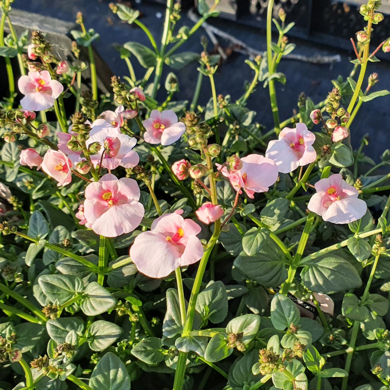 Diascia 'Appleblossom' plant