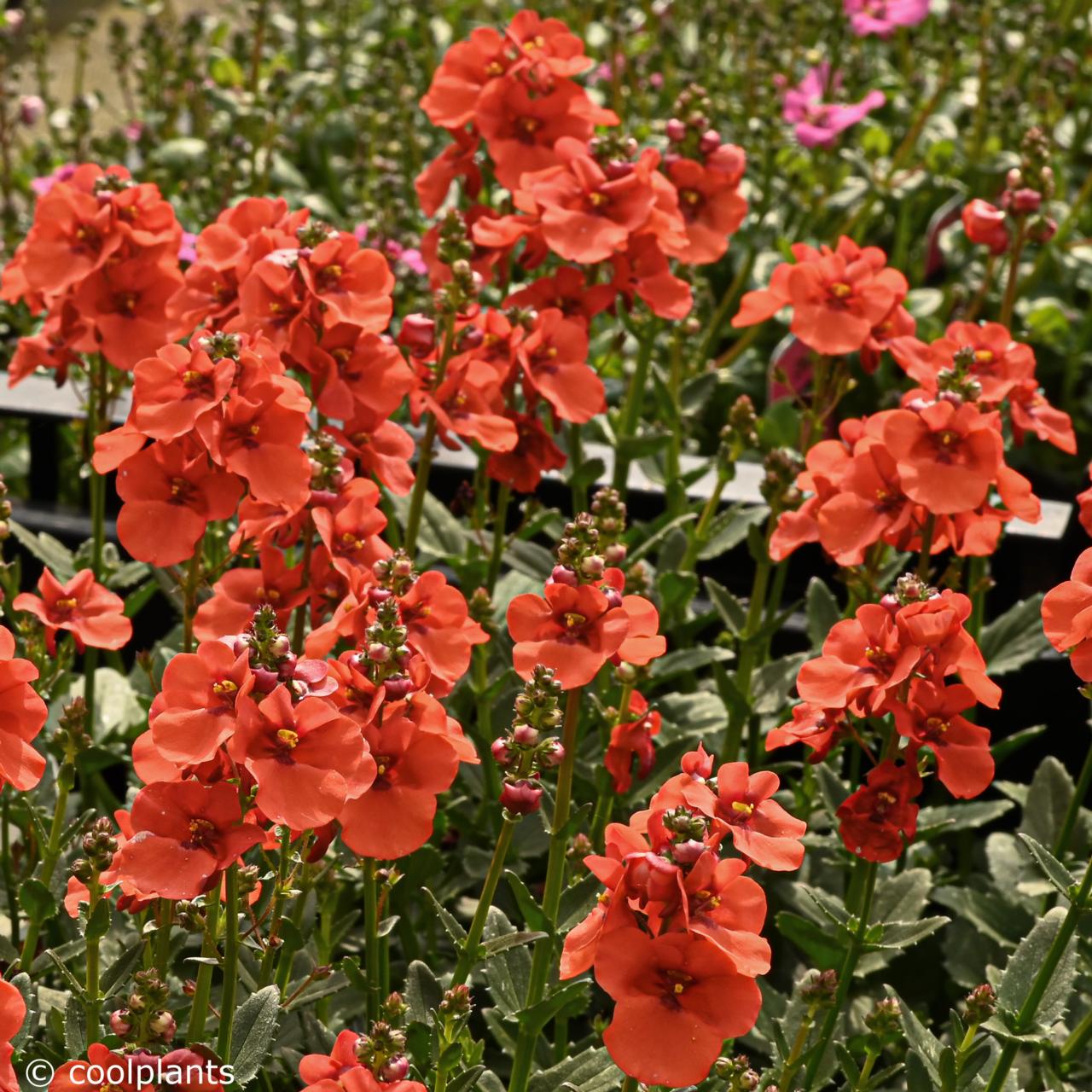 Diascia barberae 'Trinity Sunset' plant