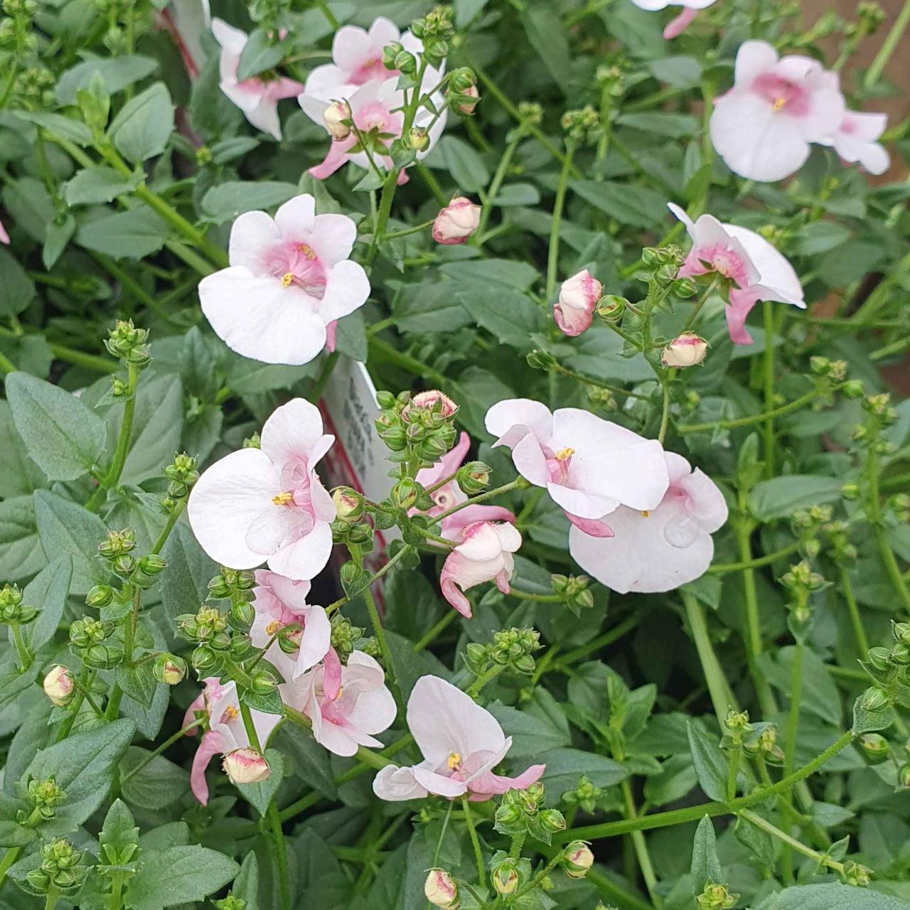 Diascia 'Divara Blush' plant