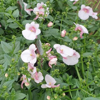diascia-divara-blush