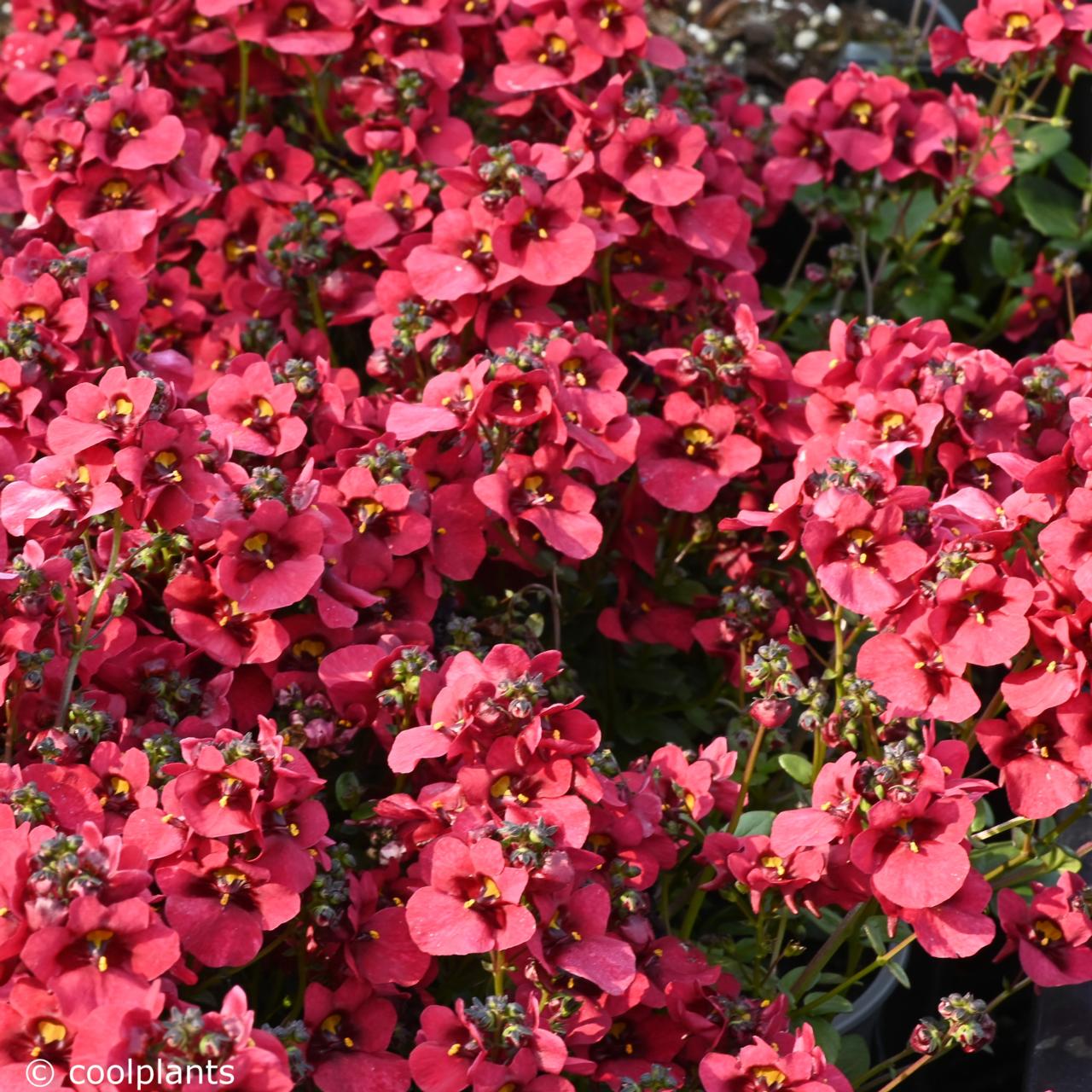 Diascia 'Divara Deep Red' plant