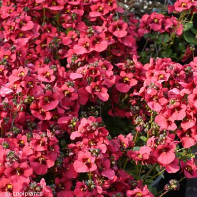 diascia-divara-deep-red