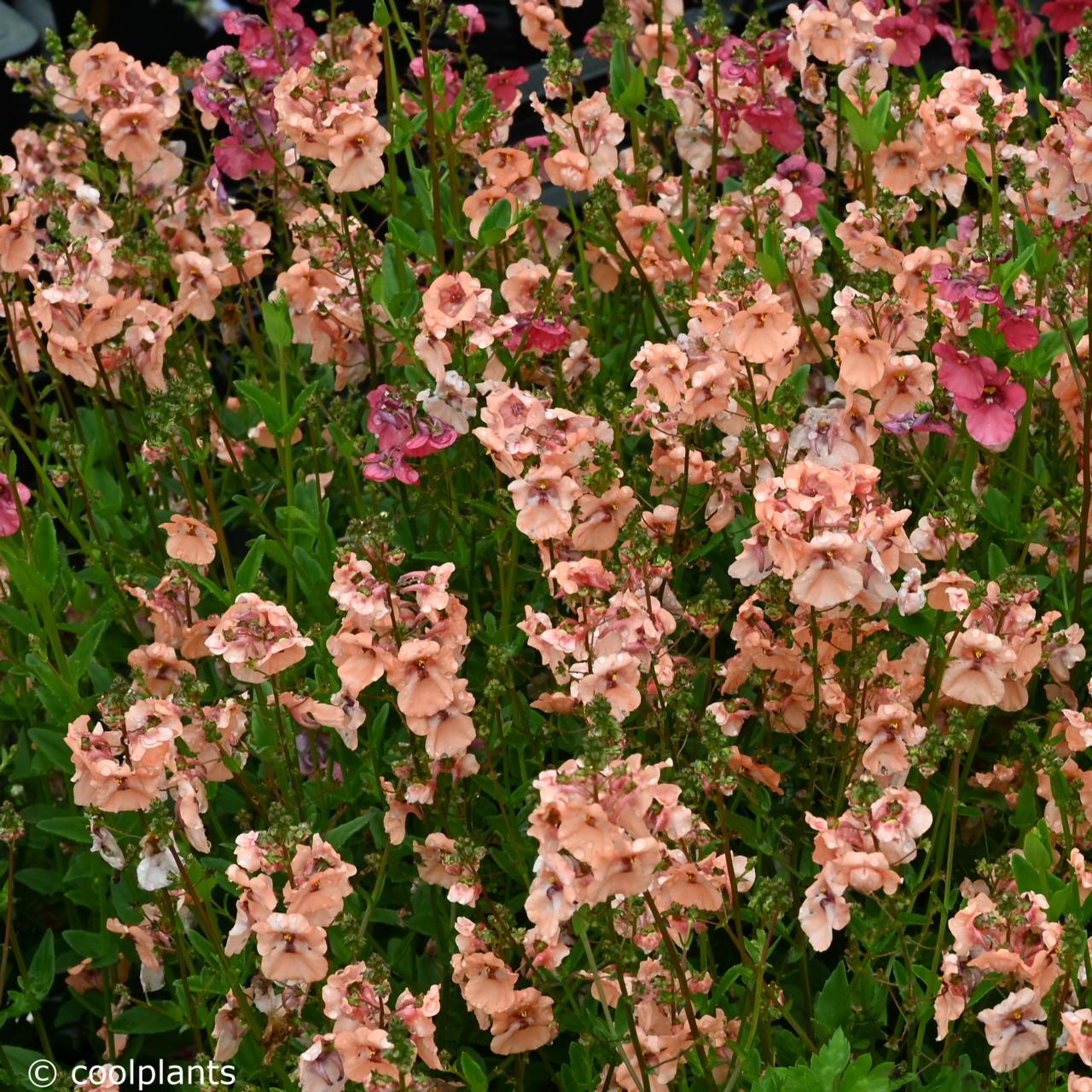 Diascia 'Monhop Apricot' plant