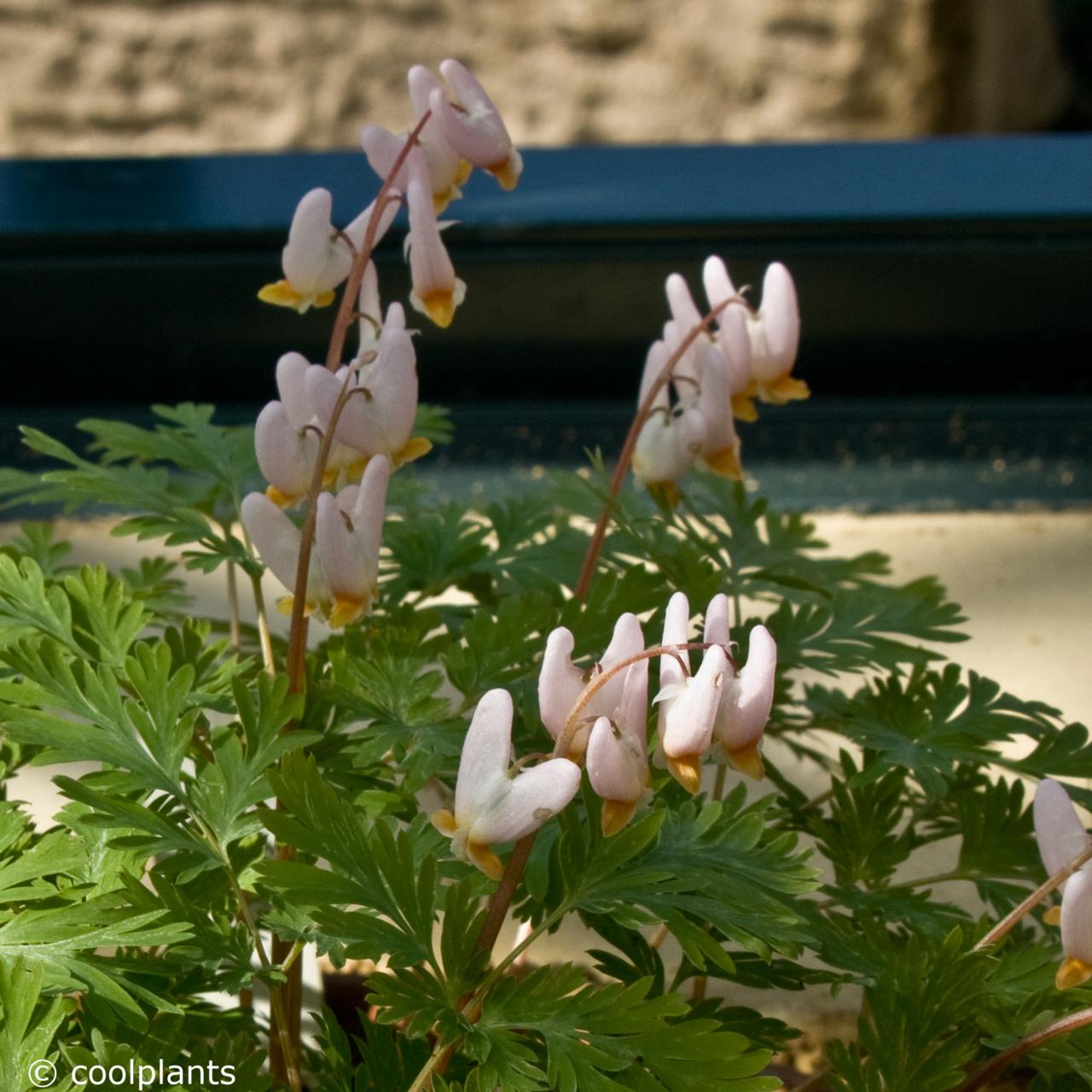 Dicentra cucullaria 'Pittsburg' plant