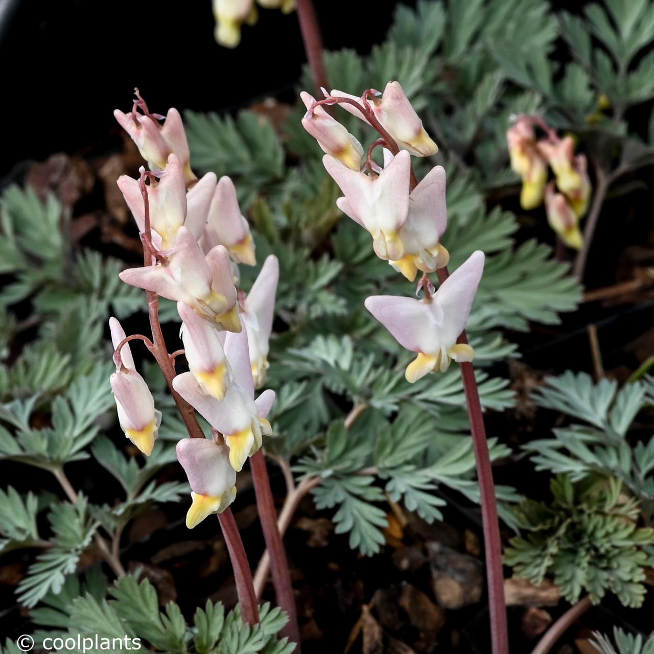 Dicentra cucullaria plant