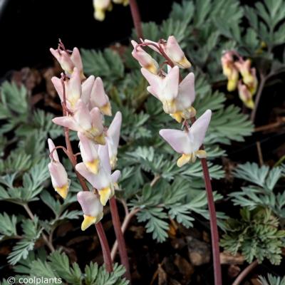 dicentra-cucullaria