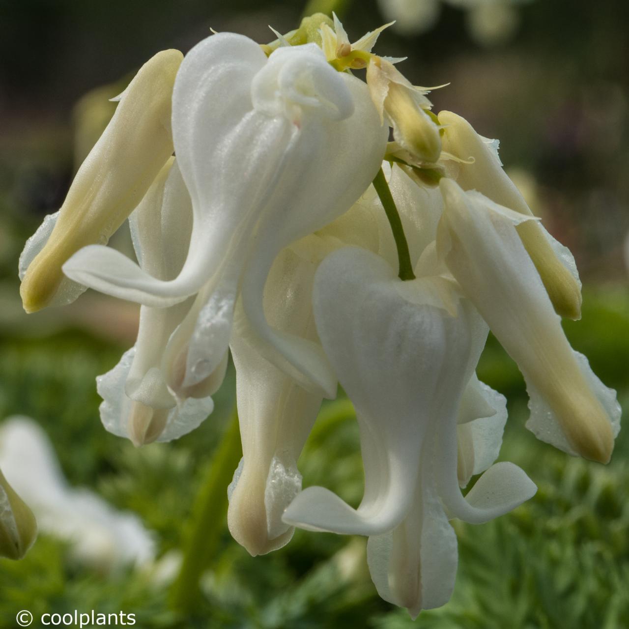 Dicentra 'Ivory Hearts' plant