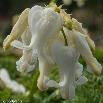 dicentra-ivory-hearts