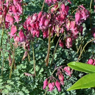 dicentra-king-of-hearts