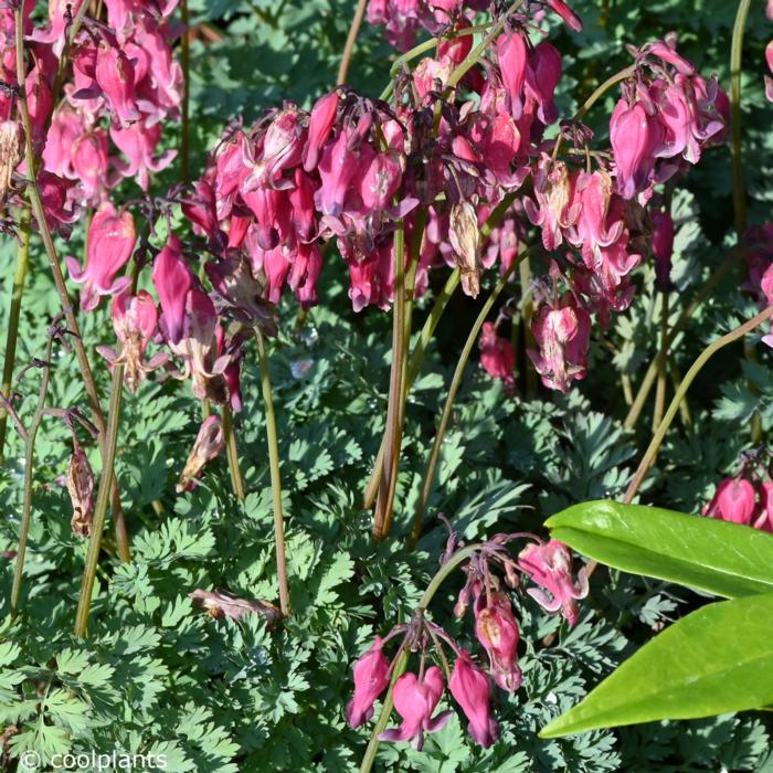 Dicentra 'King of Hearts' plant