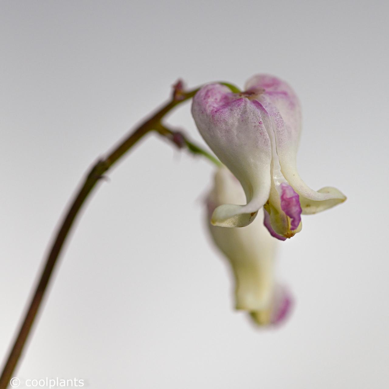 Dicentra 'Love Hearts' plant