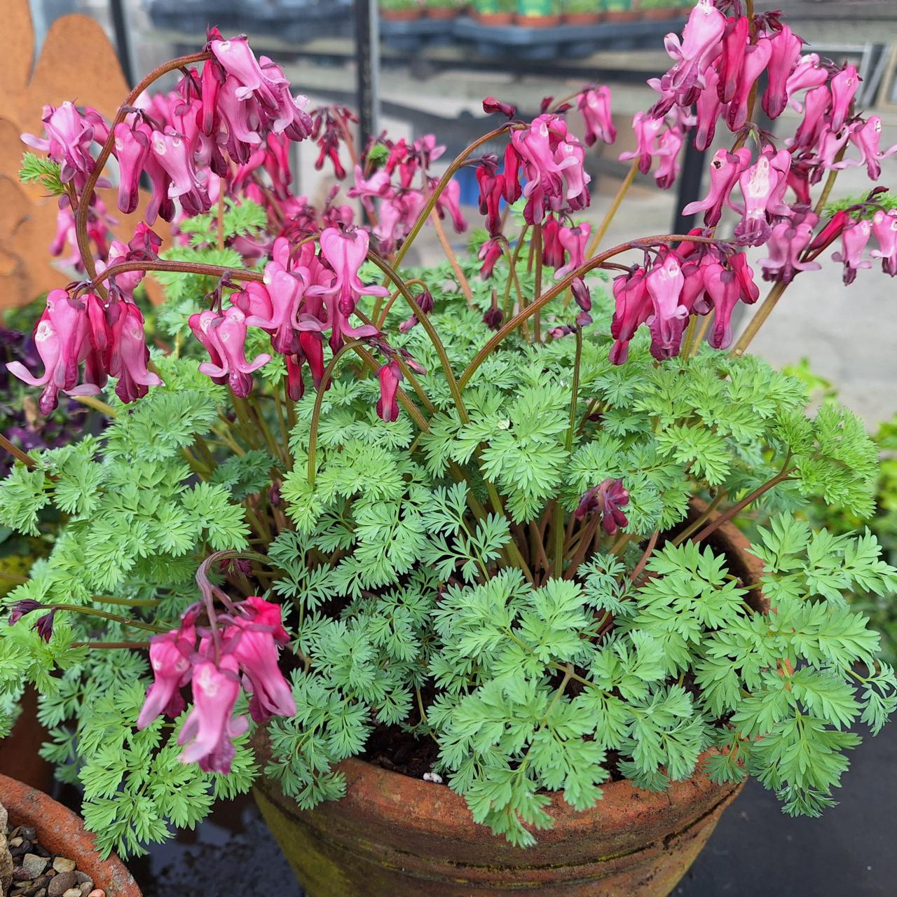 Dicentra 'Pink Diamonds' plant