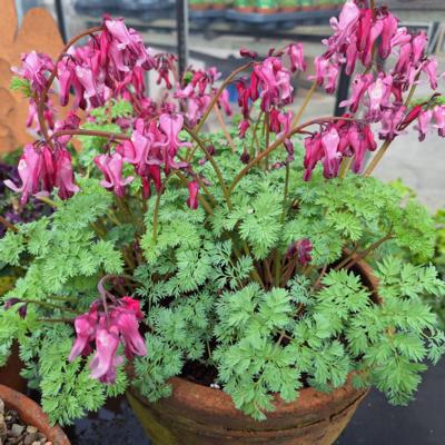 dicentra-pink-diamonds