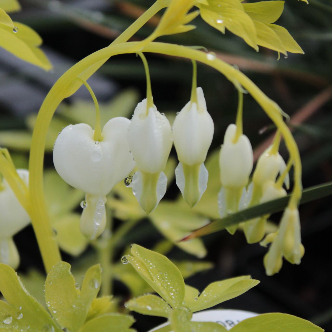 Dicentra spectabilis 'White Gold' plant
