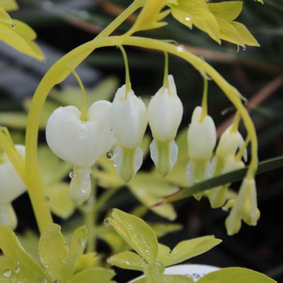 dicentra-spectabilis-white-gold